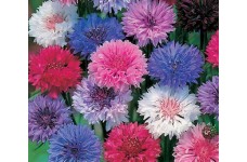 CENTAUREA CYANUS POLKA DOT MIX CORNFLOWER SEEDS - 100 SEEDS CENTAUREA CYANUS POLKA DOT MIX CORNFLOWER SEEDS - 100 SEEDS