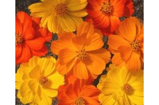 COSMOS BIPINNATUS BRIGHT LIGHTS MIX SEEDS - RED, ORANGE & YELLOW FLOWERS - 50 SEEDS COSMOS BIPINNATUS BRIGHT LIGHTS MIX SEEDS - RED, ORANGE & YELLOW FLOWERS - 50 SEEDS