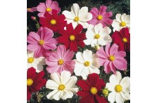 COSMOS BIPINNATUS DWARF MIX SEEDS - WHITE, PURPLE, PINK & CRIMSON FLOWERS - 50 SEEDS COSMOS BIPINNATUS DWARF MIX SEEDS - WHITE, PURPLE, PINK & CRIMSON FLOWERS - 50 SEEDS