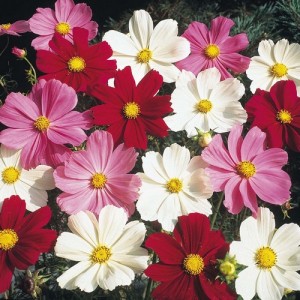 COSMOS BIPINNATUS DWARF MIX SEEDS - WHITE, PURPLE, PINK & CRIMSON FLOWERS - 50 SEEDS