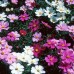 COSMOS BIPINNATUS DWARF MIX SEEDS - WHITE, PURPLE, PINK & CRIMSON FLOWERS - 50 SEEDS
