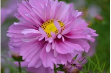 COSMOS BIPINNATUS FIZZY PINK SEEDS - PRETTY PINK FLOWERS - 50 SEEDS COSMOS BIPINNATUS FIZZY PINK SEEDS - PRETTY PINK FLOWERS - 50 SEEDS