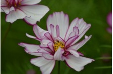 COSMOS BIPINNATUS FIZZY ROSE PICOTEE SEEDS - ROSE PINK FLOWERS - 50 SEEDS COSMOS BIPINNATUS FIZZY ROSE PICOTEE SEEDS - ROSE PINK FLOWERS - 50 SEEDS