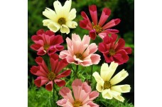 COSMOS BIPINNATUS SEASHELLS MIX SEEDS - WHITE, ROSE PINK FLOWERS - 50 SEEDS COSMOS BIPINNATUS SEASHELLS MIX SEEDS - WHITE, ROSE PINK FLOWERS - 50 SEEDS