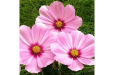 COSMOS BIPINNATUS SENSATION GLORIA SEEDS - ROSE PINK FLOWERS - 50 SEEDS COSMOS BIPINNATUS SENSATION GLORIA SEEDS - ROSE PINK FLOWERS - 50 SEEDS
