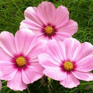 COSMOS BIPINNATUS SENSATION GLORIA SEEDS - ROSE PINK FLOWERS - 50 SEEDS
