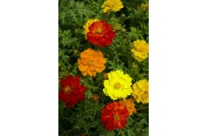 COSMOS CARPET FORMULA MIX SEEDS - YELLOW, ORANGE & RED FLOWERS - 50 SEEDS COSMOS CARPET FORMULA MIX SEEDS - YELLOW, ORANGE & RED FLOWERS - 50 SEEDS