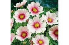 COSMOS BIPINNATUS DAYDREAM SEEDS - WHITE FLOWERS WITH PINK INTERIOR - 25 SEEDS COSMOS BIPINNATUS DAYDREAM SEEDS - WHITE FLOWERS WITH PINK INTERIOR - 25 SEEDS