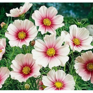 COSMOS BIPINNATUS DAYDREAM SEEDS - WHITE FLOWERS WITH PINK INTERIOR - 25 SEEDS