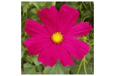 COSMOS BIPINNATUS DAZZLER SEEDS - VIBRANT DARK PINK FLOWERS - 50 SEEDS COSMOS BIPINNATUS DAZZLER SEEDS - VIBRANT DARK PINK FLOWERS - 50 SEEDS