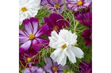 COSMOS FIZZY MIXED SEEDS - PURPLE WHITE LILAC FLOWERS - 50 SEEDS COSMOS FIZZY MIXED SEEDS - PURPLE WHITE LILAC FLOWERS - 50 SEEDS