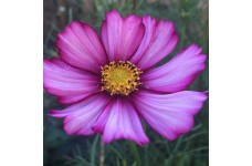 COSMOS BIPINNATUS PICOTEE SEEDS - WHITE FLOWERS WITH PINK & PURPLE - 50 SEEDS COSMOS BIPINNATUS PICOTEE SEEDS - WHITE FLOWERS WITH PINK & PURPLE - 50 SEEDS