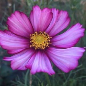COSMOS BIPINNATUS PICOTEE SEEDS - WHITE FLOWERS WITH PINK & PURPLE - 50 SEEDS
