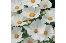 COSMOS BIPINNATUS PURITY SEEDS - PURE WHITE FLOWERS - 50 SEEDS COSMOS BIPINNATUS PURITY SEEDS - PURE WHITE FLOWERS - 50 SEEDS