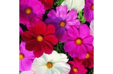 COSMOS BIPINNATUS SENSATION MIX SEEDS - MIXED COLOUR SEEDS - 50 SEEDS COSMOS BIPINNATUS SENSATION MIX SEEDS - MIXED COLOUR SEEDS - 50 SEEDS
