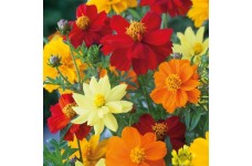 COSMOS SULPHUREUS BRIGHTNESS MIX SEEDS - MIXED COLOUR FLOWERS - 50 SEEDS COSMOS SULPHUREUS BRIGHTNESS MIX SEEDS - MIXED COLOUR FLOWERS - 50 SEEDS
