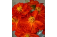 COSMOS SULPHUREUS REDCREST SEEDS - ORANGE RED FLOWERS - 50 SEEDS COSMOS SULPHUREUS REDCREST SEEDS - ORANGE RED FLOWERS - 50 SEEDS