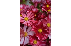COSMOS VELOUETTE SEEDS - DEEP RED FLOWERS WITH WHITE STRIPES - 50 SEEDS COSMOS VELOUETTE SEEDS - DEEP RED FLOWERS WITH WHITE STRIPES - 50 SEEDS