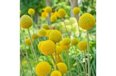 CRASPEDIA GLOBOSA DRUMSTICK SEEDS - GOLDEN DRUM STICK / BILLY BUTTON - 50 SEEDS CRASPEDIA GLOBOSA DRUMSTICK SEEDS - GOLDEN DRUM STICK / BILLY BUTTON - 50 SEEDS