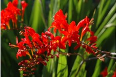 CROCOSMIA MONTBRETIA RED LUCIFER SEEDS - 50 SEEDS CROCOSMIA MONTBRETIA RED LUCIFER SEEDS - 50 SEEDS