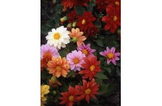 DAHLIA VARIABILIS EARLY BIRD MIX - 50 SEEDS DAHLIA VARIABILIS EARLY BIRD MIX - 50 SEEDS