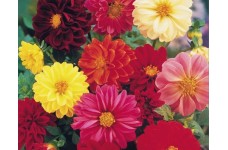 DAHLIA UNWINS DWARF HYBRID SEEDS - 50 SEEDS DAHLIA UNWINS DWARF HYBRID SEEDS - 50 SEEDS