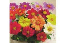 DAHLIA COLTNESS HYBRID MIX SEEDS - MIXED COLOUR FLOWERS - 50 SEEDS DAHLIA COLTNESS HYBRID MIX SEEDS - MIXED COLOUR FLOWERS - 50 SEEDS