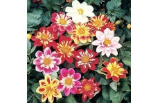 DAHLIA VARIABILIS DWARF DANDY MIX SEEDS - MIXED COLOUR FLOWERS - 50 SEEDS DAHLIA VARIABILIS DWARF DANDY MIX SEEDS - MIXED COLOUR FLOWERS - 50 SEEDS