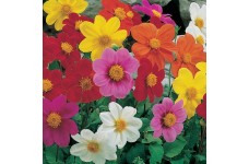 DAHLIA VARIABILIS DWARF MIGNON MIX SEEDS - MIXED COLOUR FLOWERS - 50 SEEDS DAHLIA VARIABILIS DWARF MIGNON MIX SEEDS - MIXED COLOUR FLOWERS - 50 SEEDS