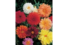 DAHLIA FIGARO MIX SEEDS - MIXED COLOUR DOUBLE FLOWERS - 50 SEEDS DAHLIA FIGARO MIX SEEDS - MIXED COLOUR DOUBLE FLOWERS - 50 SEEDS