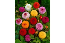 DAHLIA VARIABILIS POMPONE POMPON DOUBLE MIX SEEDS - 50 SEEDS DAHLIA VARIABILIS POMPONE POMPON DOUBLE MIX SEEDS - 50 SEEDS