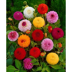 DAHLIA VARIABILIS POMPONE POMPON DOUBLE MIX SEEDS - 50 SEEDS