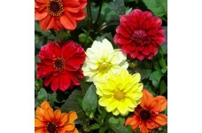 DAHLIA VARIABILIS DWARF RED SKIN MIX SEEDS MIXED COLOUR FLOWERS - 50 SEEDS DAHLIA VARIABILIS DWARF RED SKIN MIX SEEDS MIXED COLOUR FLOWERS - 50 SEEDS