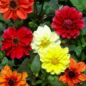 DAHLIA VARIABILIS DWARF RED SKIN MIX SEEDS MIXED COLOUR FLOWERS - 50 SEEDS