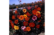 DAHLIA VARIABILIS BISHOPS CHILDREN SEEDS - MIXED COLOURS - 25 SEEDS DAHLIA VARIABILIS BISHOPS CHILDREN SEEDS - MIXED COLOURS - 25 SEEDS