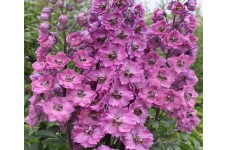 DELPHINIUM PACIFIC GIANT ASTOLAT SEEDS - LILAC & ROSE FLOWERS WITH WHITE BEE - 50 SEEDS DELPHINIUM PACIFIC GIANT ASTOLAT SEEDS - LILAC & ROSE FLOWERS WITH WHITE BEE - 50 SEEDS