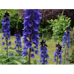 DELPHINIUM PACIFIC GIANT BLACK KNIGHT SEEDS - DARK BLUE FLOWERS WITH DARK BEE - 50 SEEDS