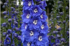 DELPHINIUM PACIFIC GIANT BLUE BIRD SEEDS - BRIGHT BLUE FLOWERS WITH WHITE BEE - 50 SEEDS DELPHINIUM PACIFIC GIANT BLUE BIRD SEEDS - BRIGHT BLUE FLOWERS WITH WHITE BEE - 50 SEEDS
