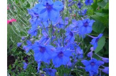 DELPHINIUM GRANDIFLORA BLUE BUTTERFLY SEEDS - VIVID BLUE FLOWERS - 50 SEEDS DELPHINIUM GRANDIFLORA BLUE BUTTERFLY SEEDS - VIVID BLUE FLOWERS - 50 SEEDS