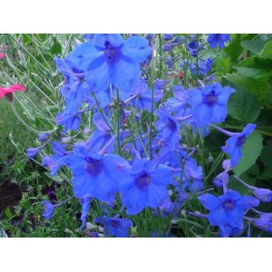 DELPHINIUM GRANDIFLORA BLUE BUTTERFLY SEEDS - VIVID BLUE FLOWERS - 50 SEEDS
