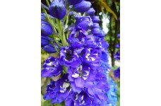 DELPHINIUM JUPITER BLUE SEEDS - BLUE FLOWERS WITH WHITE EYES - 50 SEEDS DELPHINIUM JUPITER BLUE SEEDS - BLUE FLOWERS WITH WHITE EYES - 50 SEEDS