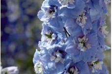 DELPHINIUM DWARF MAGIC FOUNTAIN SEEDS - SKY BLUE FLOWERS WITH WHITE BEE - 50 SEEDS DELPHINIUM DWARF MAGIC FOUNTAIN SEEDS - SKY BLUE FLOWERS WITH WHITE BEE - 50 SEEDS