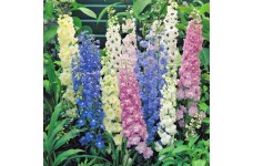 DELPHINIUM CROWN PACIFIC MIX SEEDS - MIXED COLOUR FLOWERS - 50 SEEDS DELPHINIUM CROWN PACIFIC MIX SEEDS - MIXED COLOUR FLOWERS - 50 SEEDS