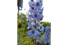 DELPHINIUM ELATUM KESTREL BLUE SEEDS - BLUE FLOWERS - 50 SEEDS DELPHINIUM ELATUM KESTREL BLUE SEEDS - BLUE FLOWERS - 50 SEEDS