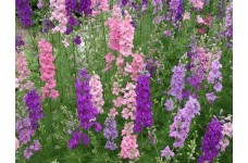 DELPHINIUM LARKSPUR GIANT IMPERIAL MIXED SEEDS - MIXED CLOUR FLOWERS - 100 SEEDS DELPHINIUM LARKSPUR GIANT IMPERIAL MIXED SEEDS - MIXED CLOUR FLOWERS - 100 SEEDS