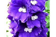 DELPHINIUM KING ARTHUR SEEDS - PURPLE FLOWERS - 50 SEEDS DELPHINIUM KING ARTHUR SEEDS - PURPLE FLOWERS - 50 SEEDS