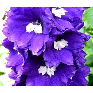 DELPHINIUM KING ARTHUR SEEDS - PURPLE FLOWERS - 50 SEEDS