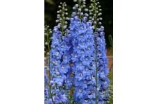 DELPHINIUM SUMMER SKIES SEEDS - PACIFIC GIANTS - PALE BLUE FLOWERS - 50 SEEDS DELPHINIUM SUMMER SKIES SEEDS - PACIFIC GIANTS - PALE BLUE FLOWERS - 50 SEEDS