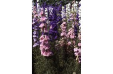 DELPHINIUM LARKSPUR GIANT HYACINTH MIX SEEDS - CONSOLIDA AJACIS - 100 SEEDS DELPHINIUM LARKSPUR GIANT HYACINTH MIX SEEDS - CONSOLIDA AJACIS - 100 SEEDS
