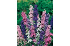 DELPHINIUM LARKSPUR GIANT IMPERIAL CROWN BLENDED MIX SEEDS - 100 SEEDS DELPHINIUM LARKSPUR GIANT IMPERIAL CROWN BLENDED MIX SEEDS - 100 SEEDS